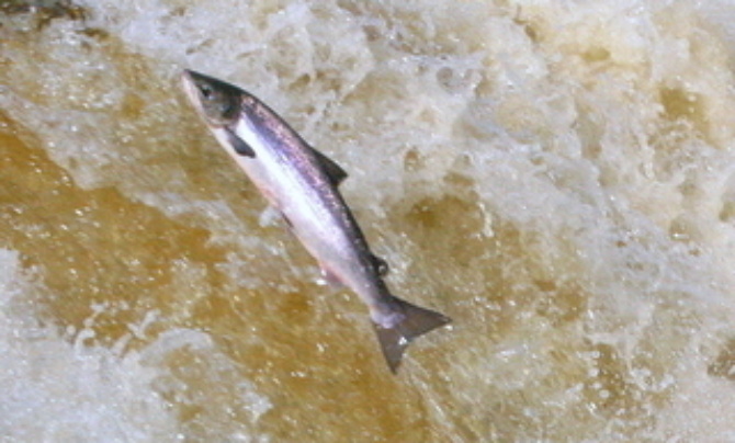 Atlantic Salmon Mulkear River