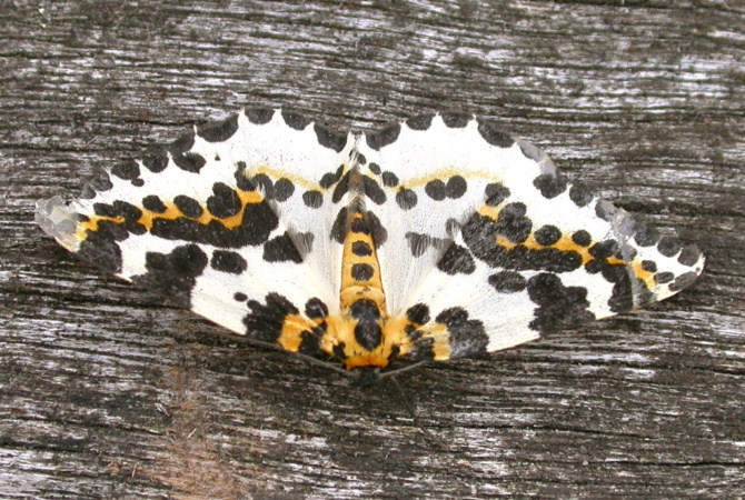 7889483576 84e87f5d6b b magpie moth flickr cc licence briantspuddle Wildlife and History