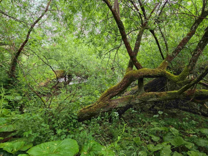 Alluvial H 1 Alluvial H 1