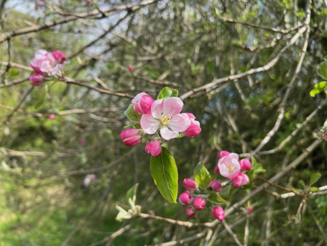Apple blossom