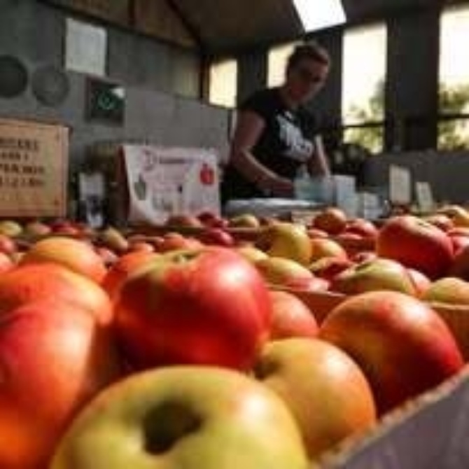 Apples