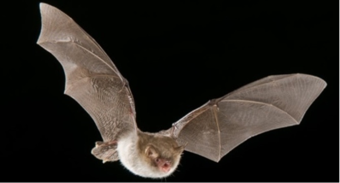 Bat photo Bat photo