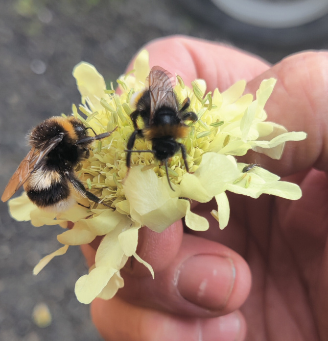 Bee Walk Bee Walk