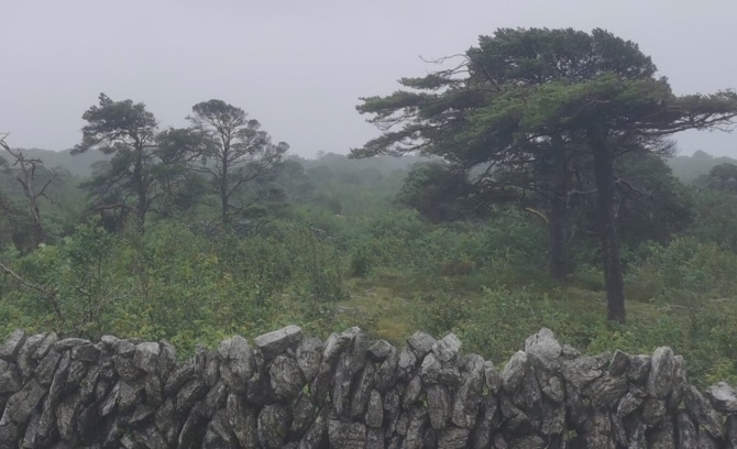 Burren Pine2025 min3