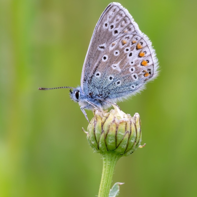 Butterfly Workshop Website Butterfly Workshop Website
