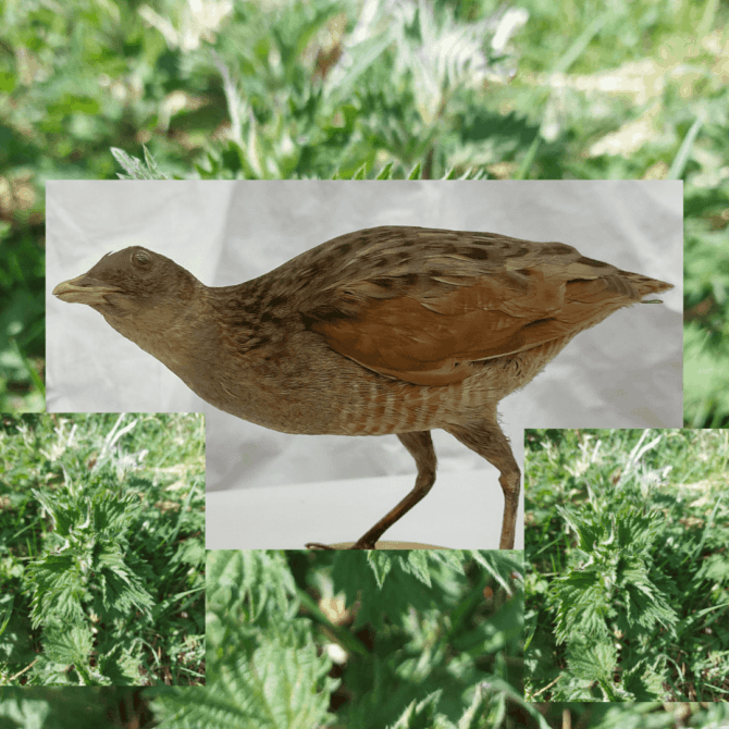 Corncrake Nettles for HW min Corncrake Nettles for HW min