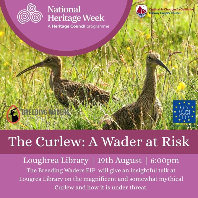 Curlew Loughrea Curlew Loughrea