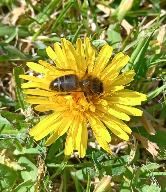 Dandelion pic
