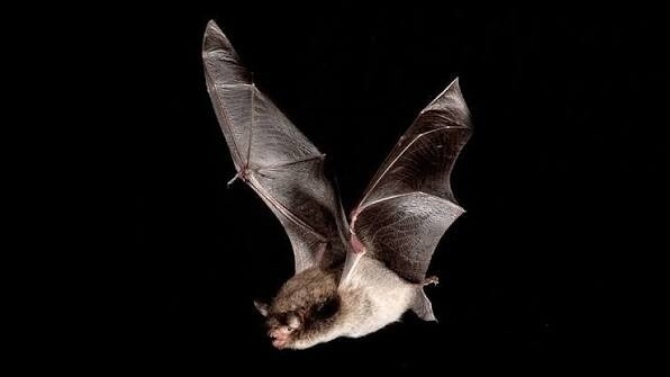 Daubenton Bat Daubenton Bat