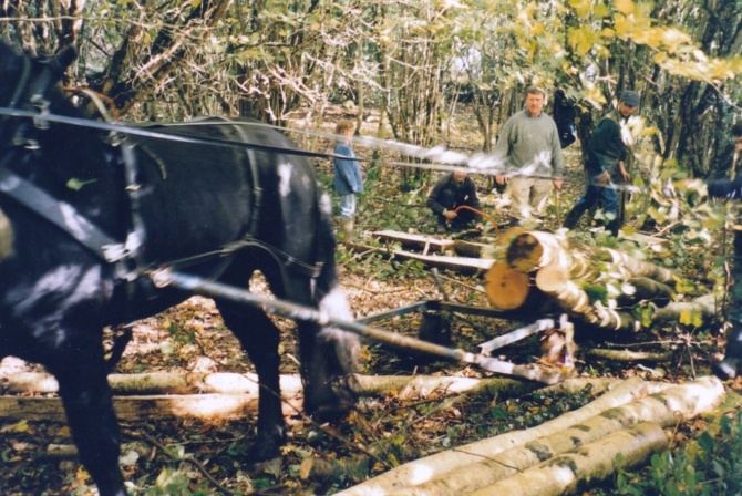 Denis Heenan views horse logging during a Muintir na Coille training course in Tipperary 1996 Denis Heenan views horse logging during a Muintir na Coille training course in Tipperary 1996