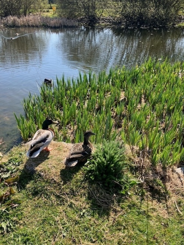 Ducks 1 Ducks 1