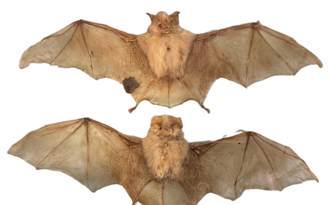 Edenvale Bats ex Nat History Museum Copy