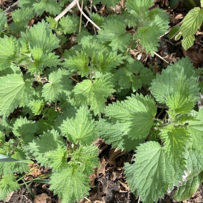 Fresh nettles April 23