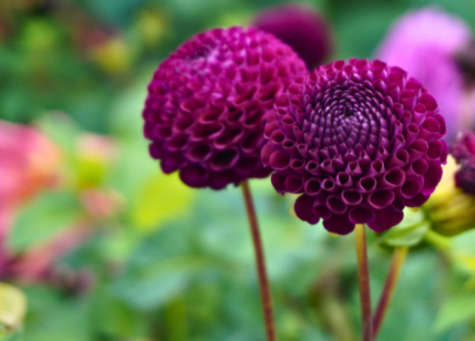 Garden Tour Ardgillan Castle Garden Tour Ardgillan Castle
