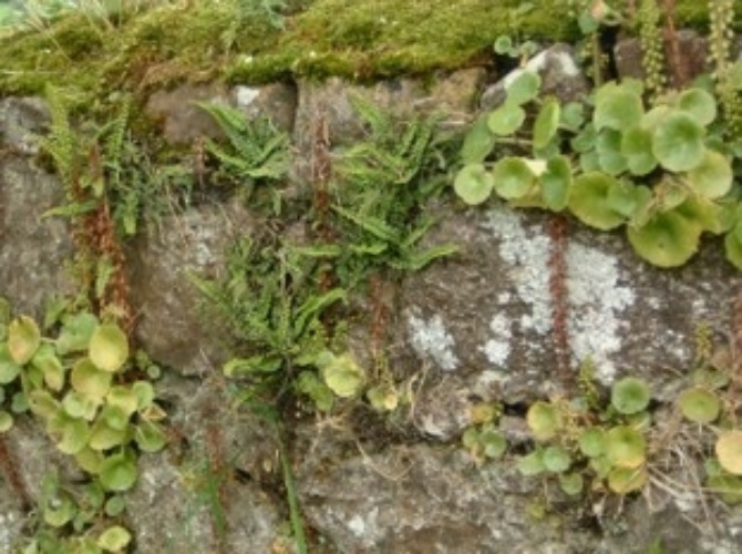 Graveyard Wall Graveyard Wall