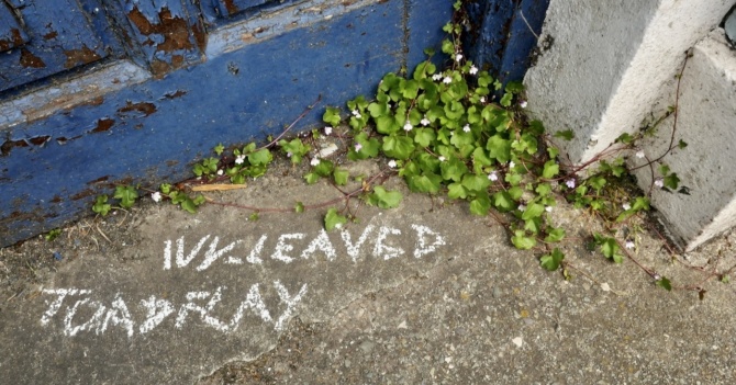 Guerilla Botany Ivy leaved Toadflax Endpiece Guerilla Botany Ivy leaved Toadflax Endpiece