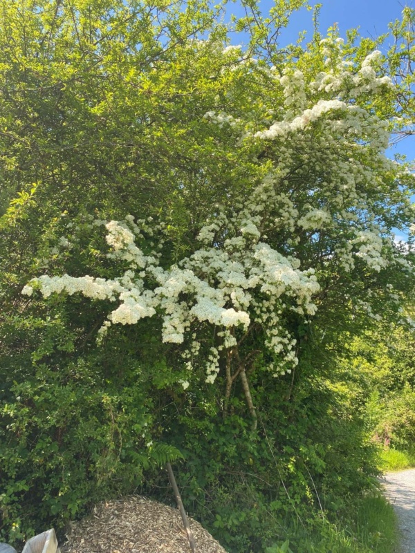 Hawthorn