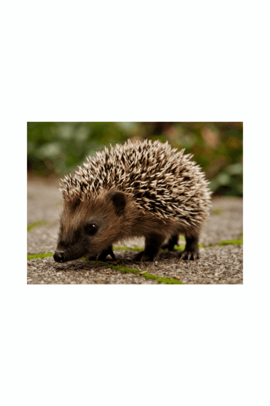 Hedgehog 1 Hedgehog 1
