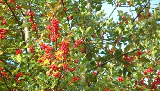 Holly 2