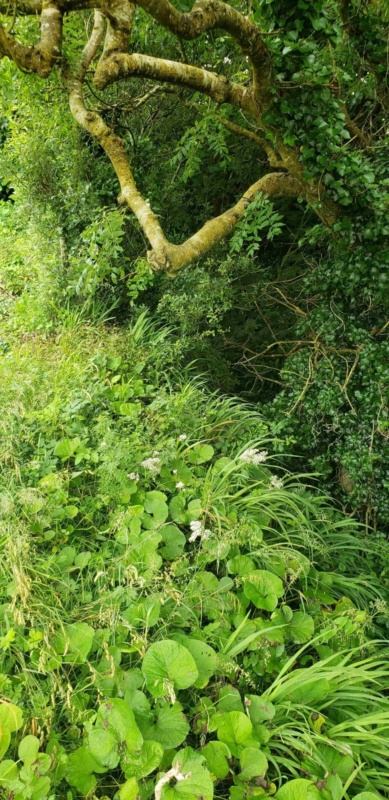Liscannor St Bridgets Well