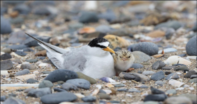 Little Terns Little Terns