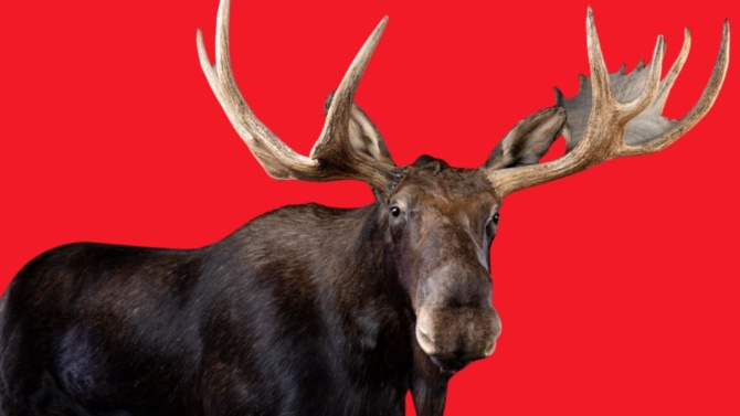Moose