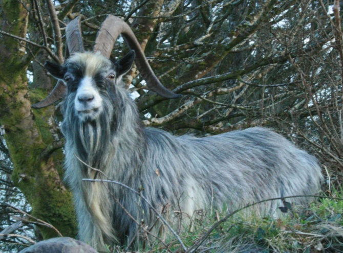 Old Irish goat Old Irish goat