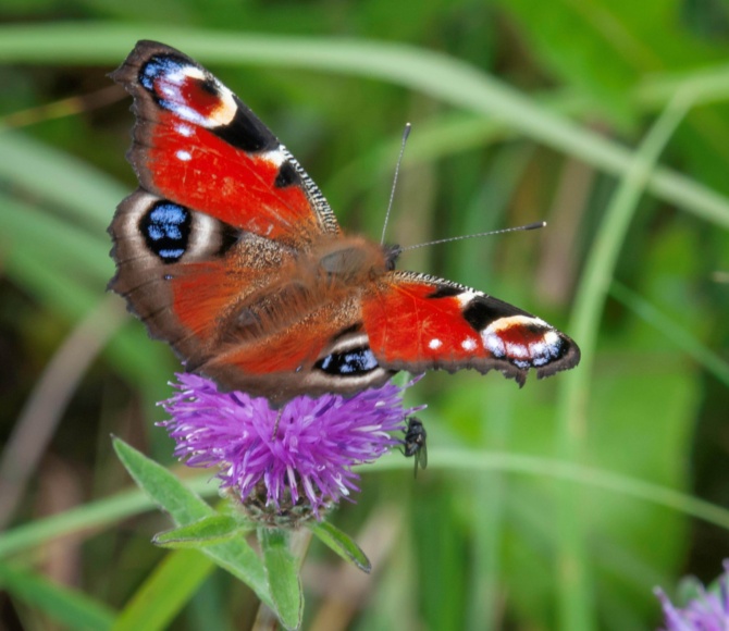 Peacock HC Peacock HC