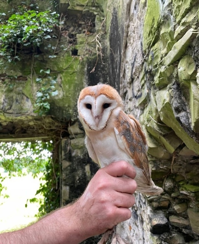 Poster Barn Owl Poster Barn Owl