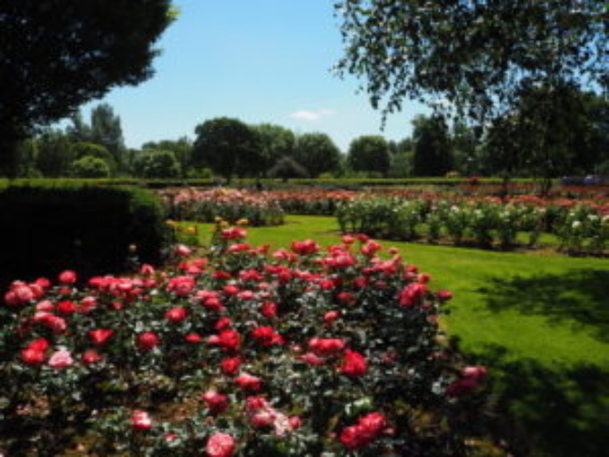 Rose Garden 4 300x225 Rose Garden 4 300x225