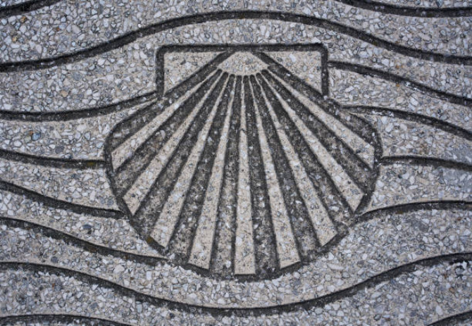 Scallop shell Scallop shell