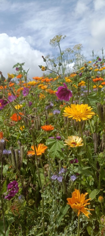 Seed Saving workshop image