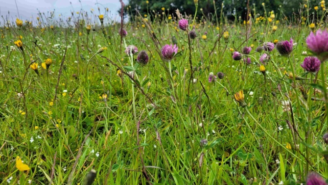 Wildflowers Wildflowers
