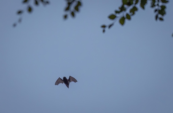 Zwergfledermaus in der Dämmerung Naturschutzgebiet Frankfurter Grüngürtel Zwergfledermaus in der Dämmerung Naturschutzgebiet Frankfurter Grüngürtel