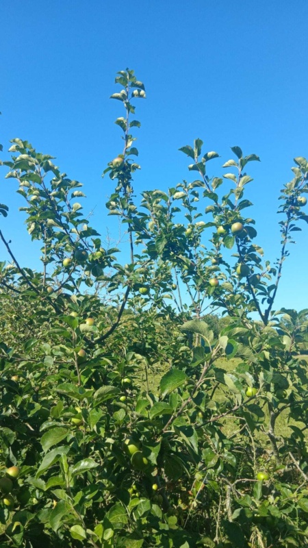 Apples 1