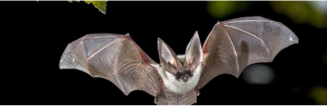 Bat walk Bat walk