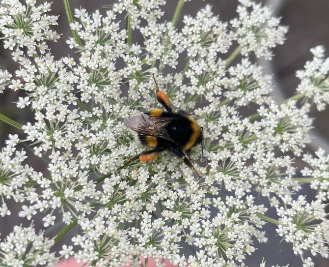 Bee on ammi small