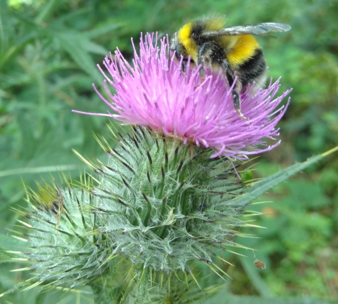 Bee