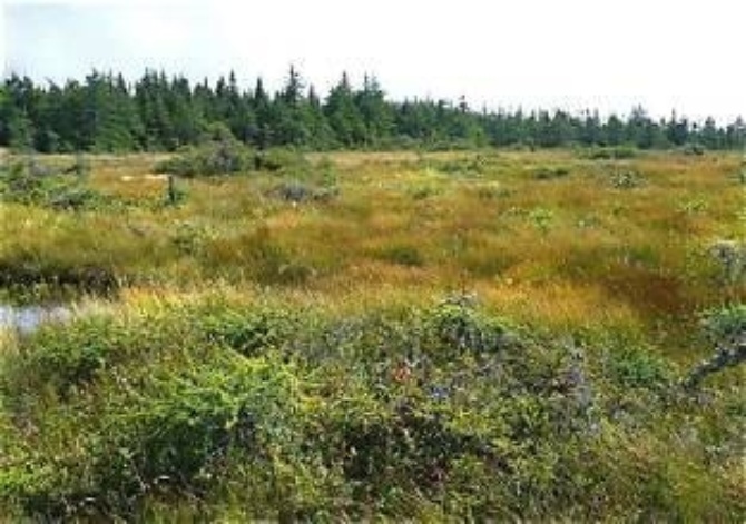 Bog