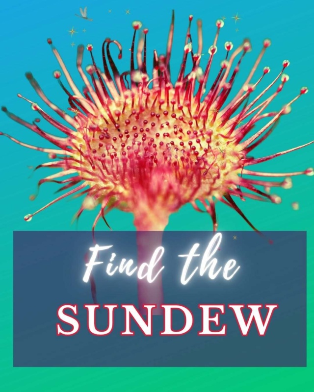 Find the sundew Find the sundew