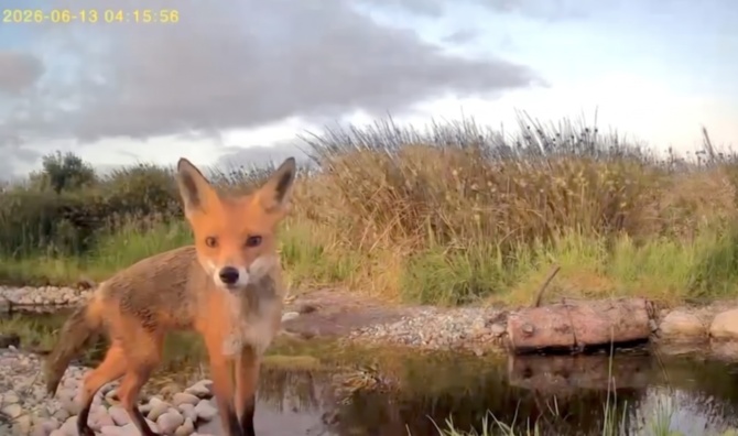 Fox Fox