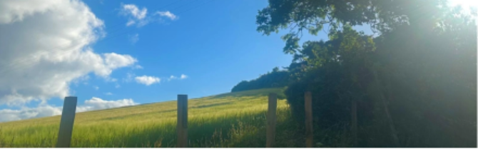 Hedgerows W T Hedgerows W T
