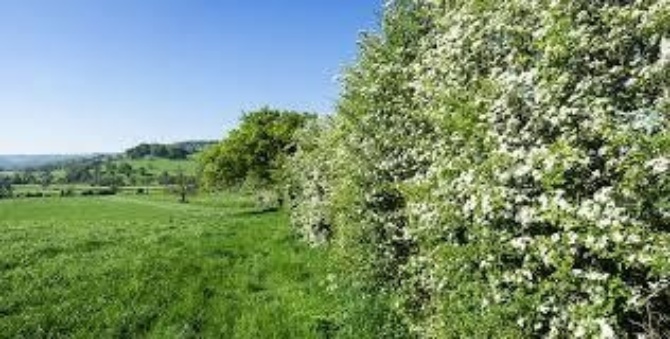 Ideal hedgerow 2 Ideal hedgerow 2