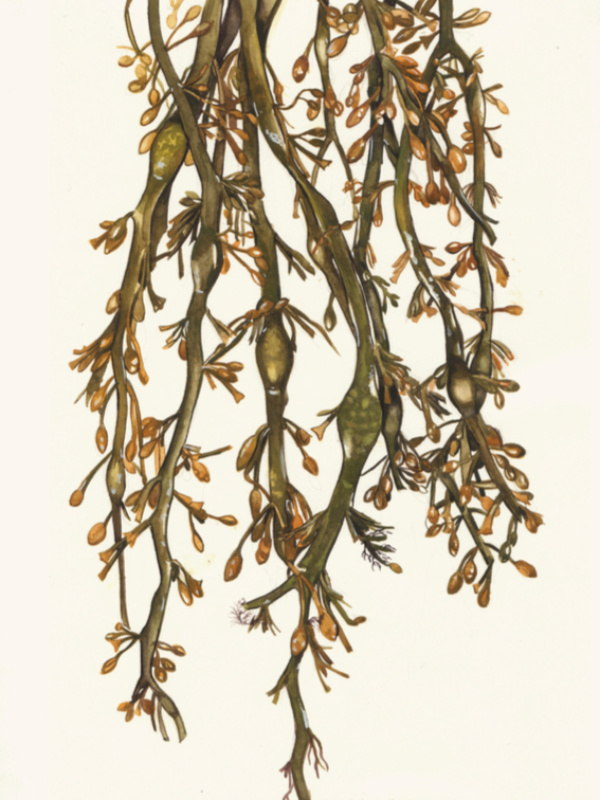 Knotted wrack copy