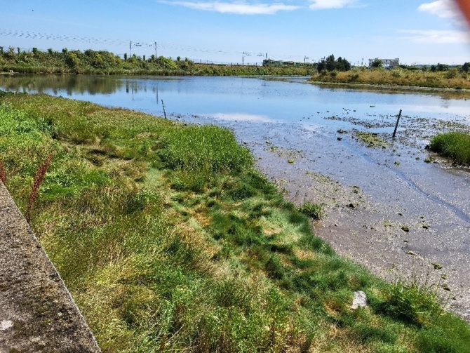 Marsh Marsh