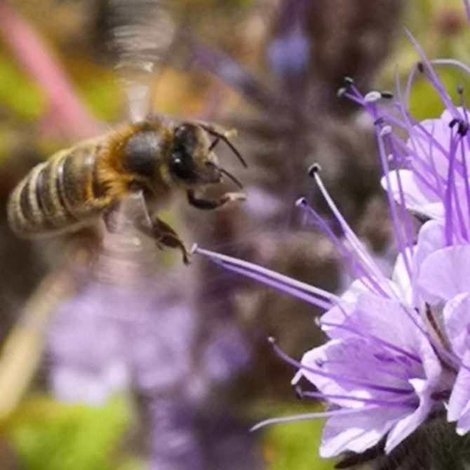 Bee Biodiversity Bee Biodiversity
