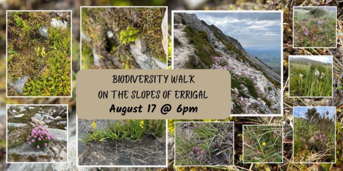 Biodiversity on the Slopes Of Errigal min Biodiversity on the Slopes Of Errigal min