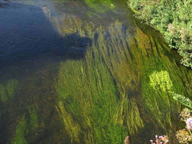Floating river vegetation at Cahir Floating river vegetation at Cahir