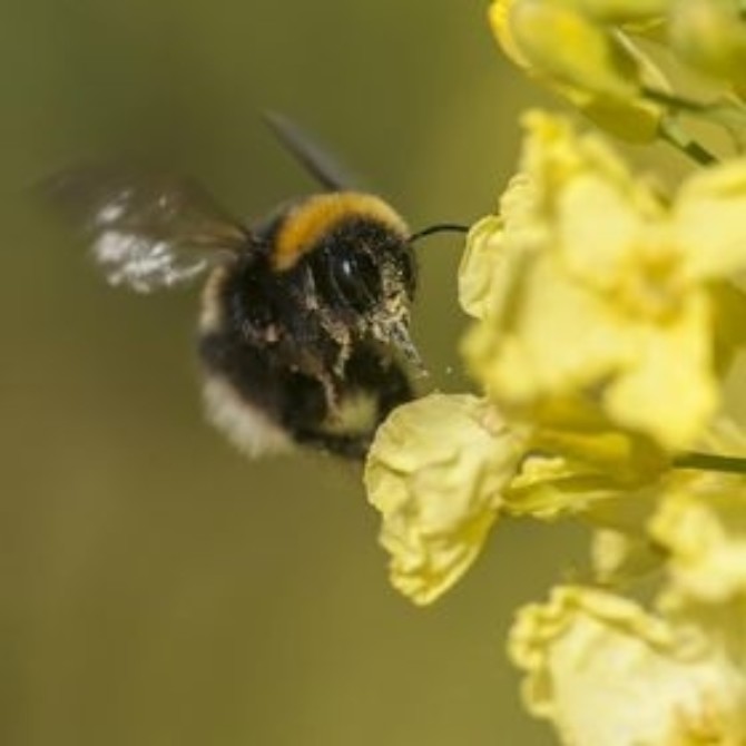 Pollen Face Bee Pollen Face Bee