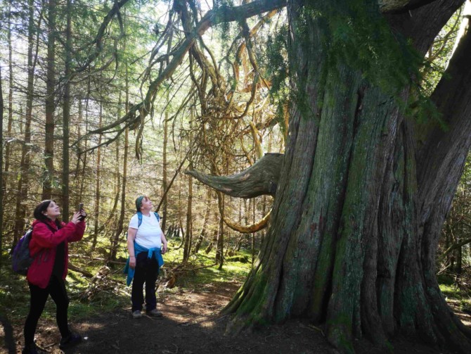 The Elephant tree min The Elephant tree min